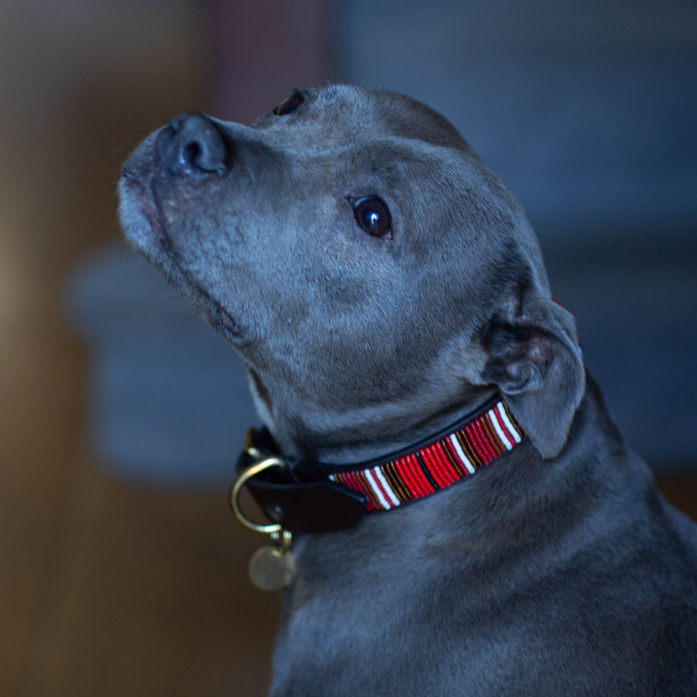 Handmade Staffordshire Bull Terrier Collars Outlet | www.danzhao.cc